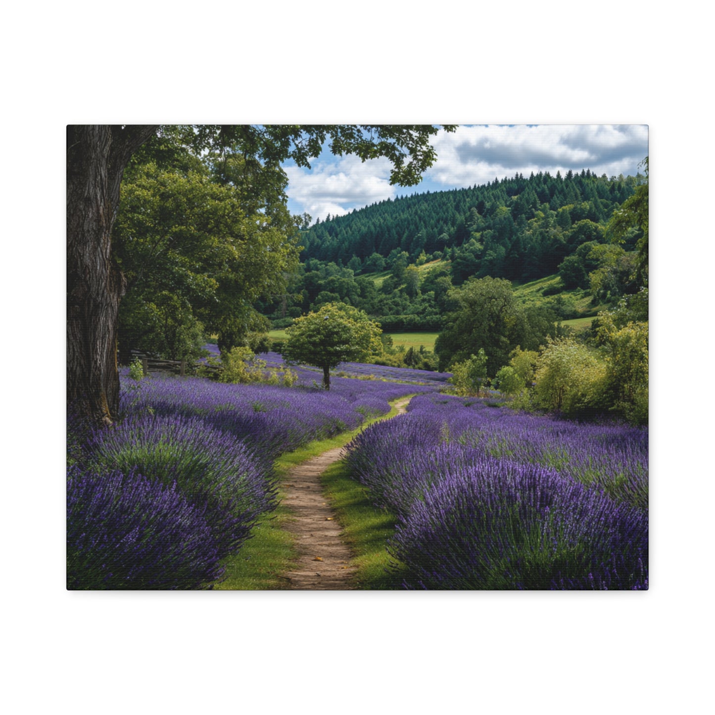 Lavender Field Path Matte Canvas Print — Stretched 1.25" Wall Art
