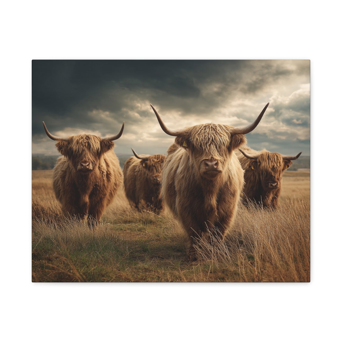 Highland Cattle Canvas Print — Majestic Bull Herd Wall Art