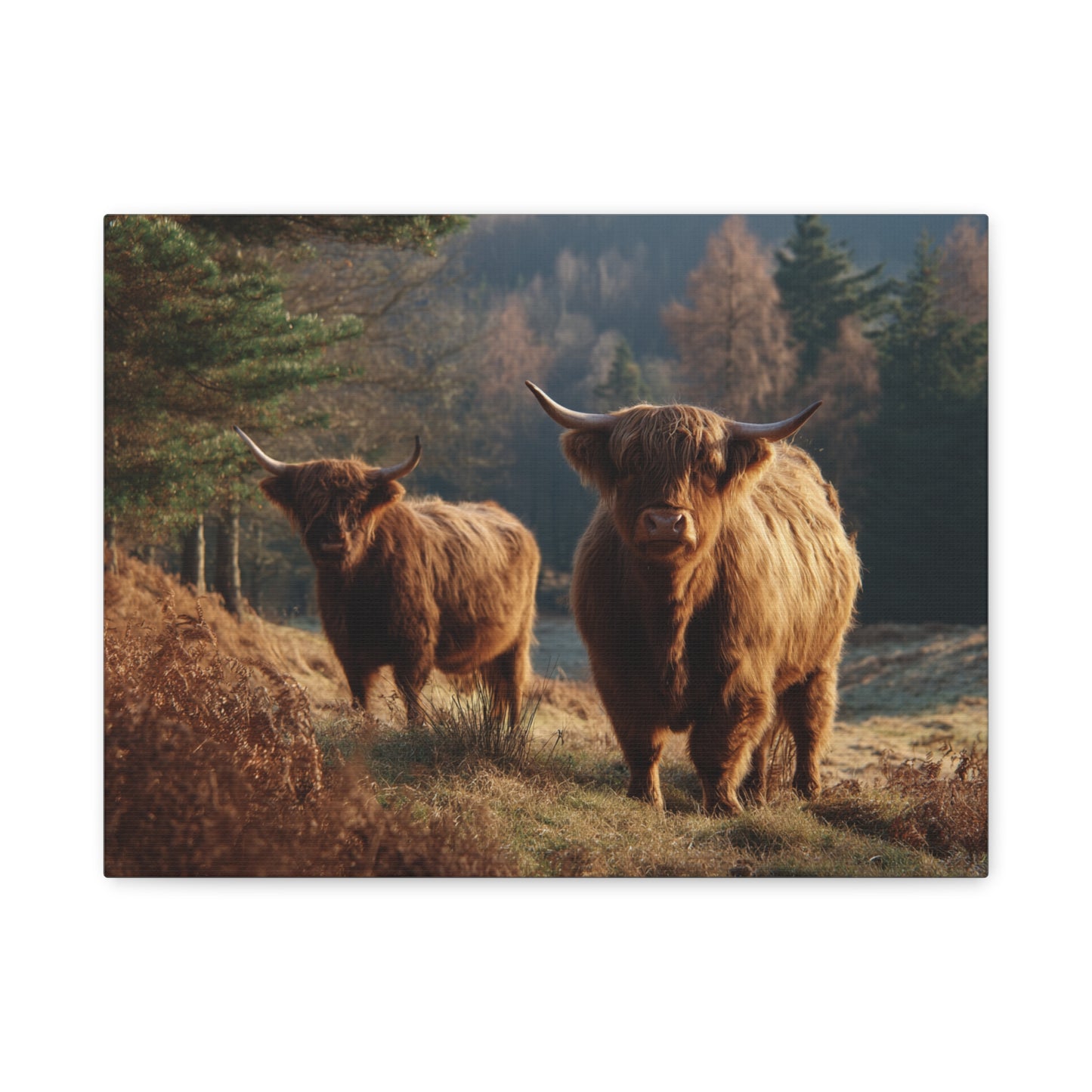 Highland Cattle Matte Canvas Print — Rustic Farmhouse Wall Art