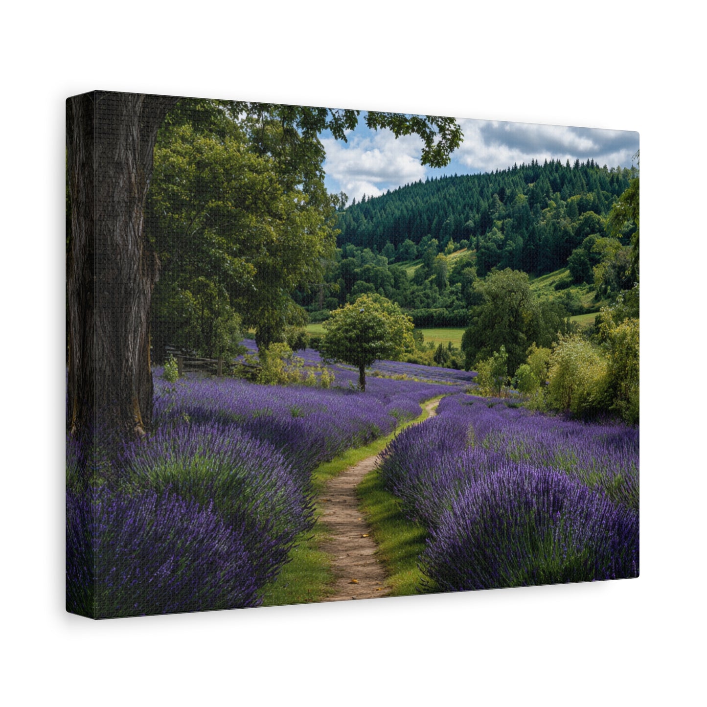 Lavender Field Path Matte Canvas Print — Stretched 1.25" Wall Art