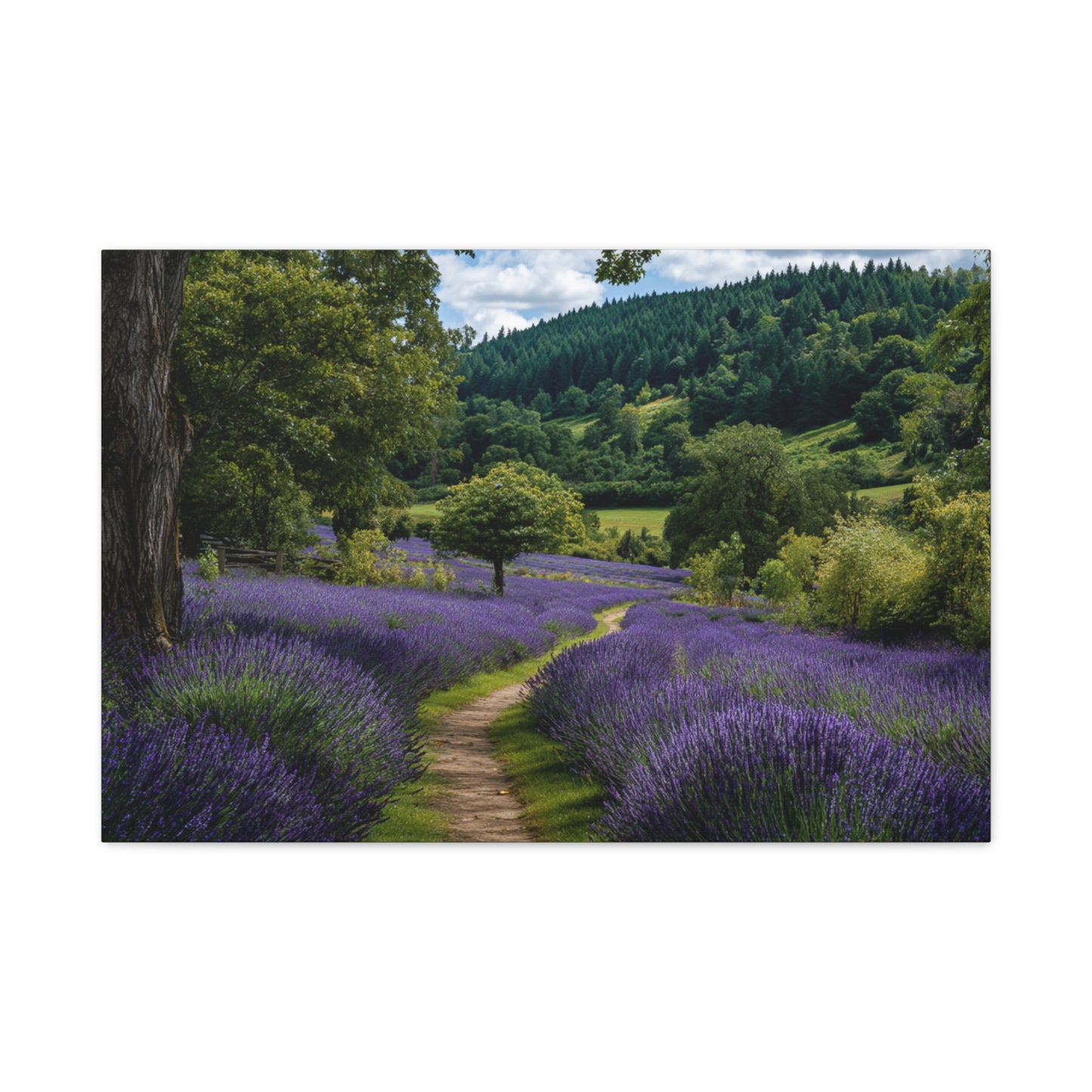 Lavender Field Path Matte Canvas Print — Stretched 1.25" Wall Art