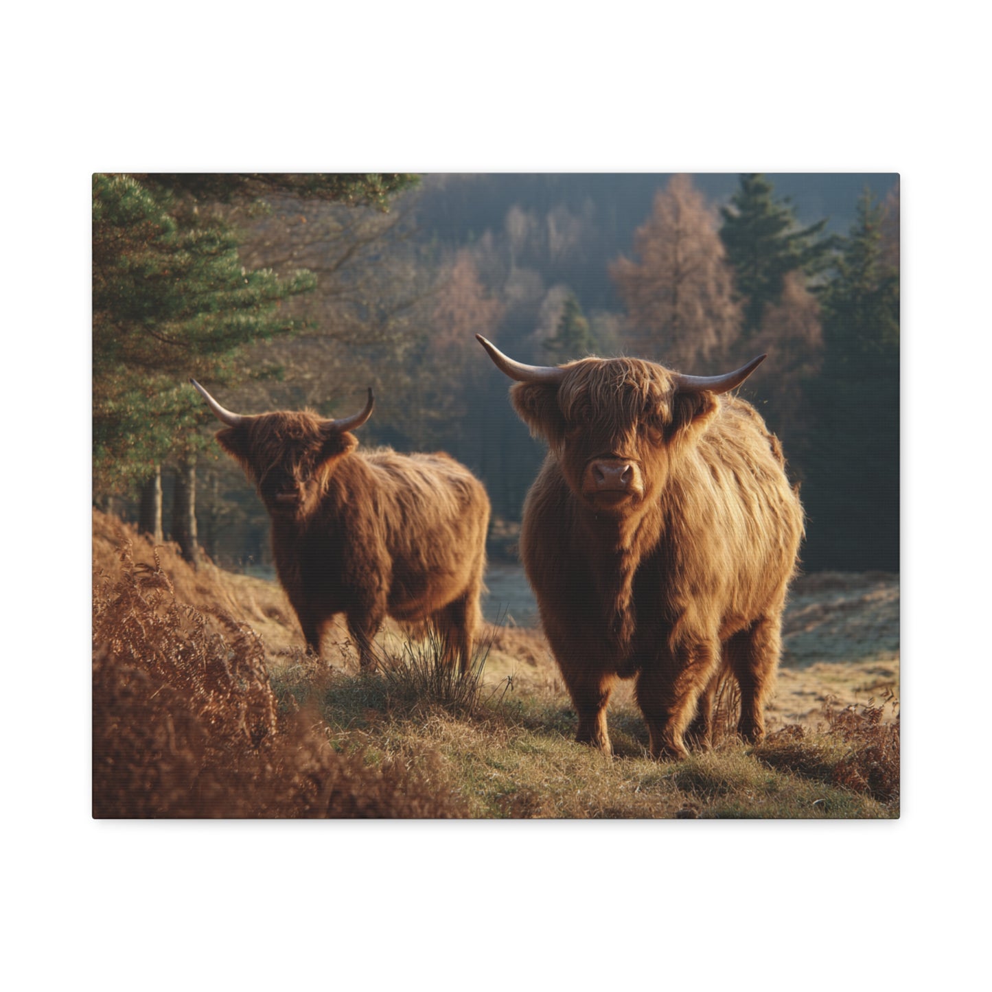 Highland Cattle Matte Canvas Print — Rustic Farmhouse Wall Art