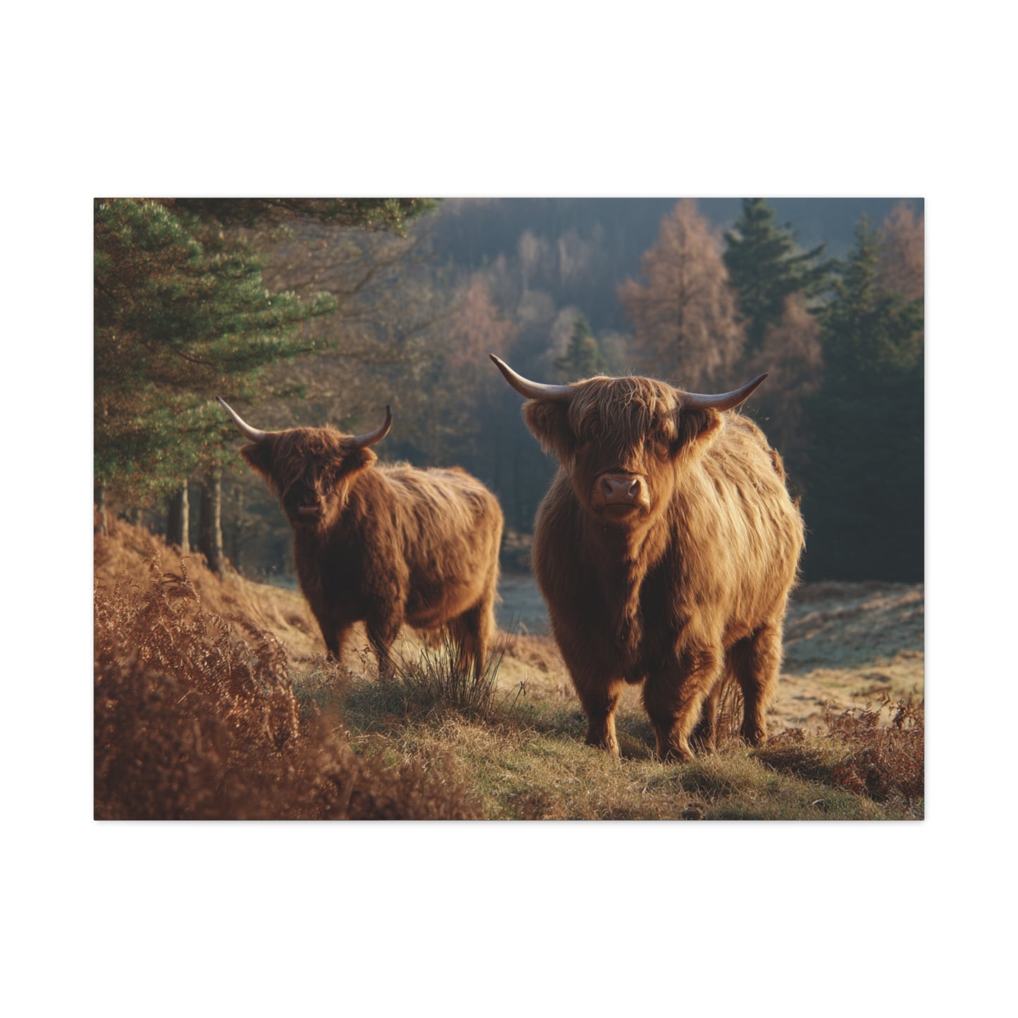 Highland Cattle Matte Canvas Print — Rustic Farmhouse Wall Art