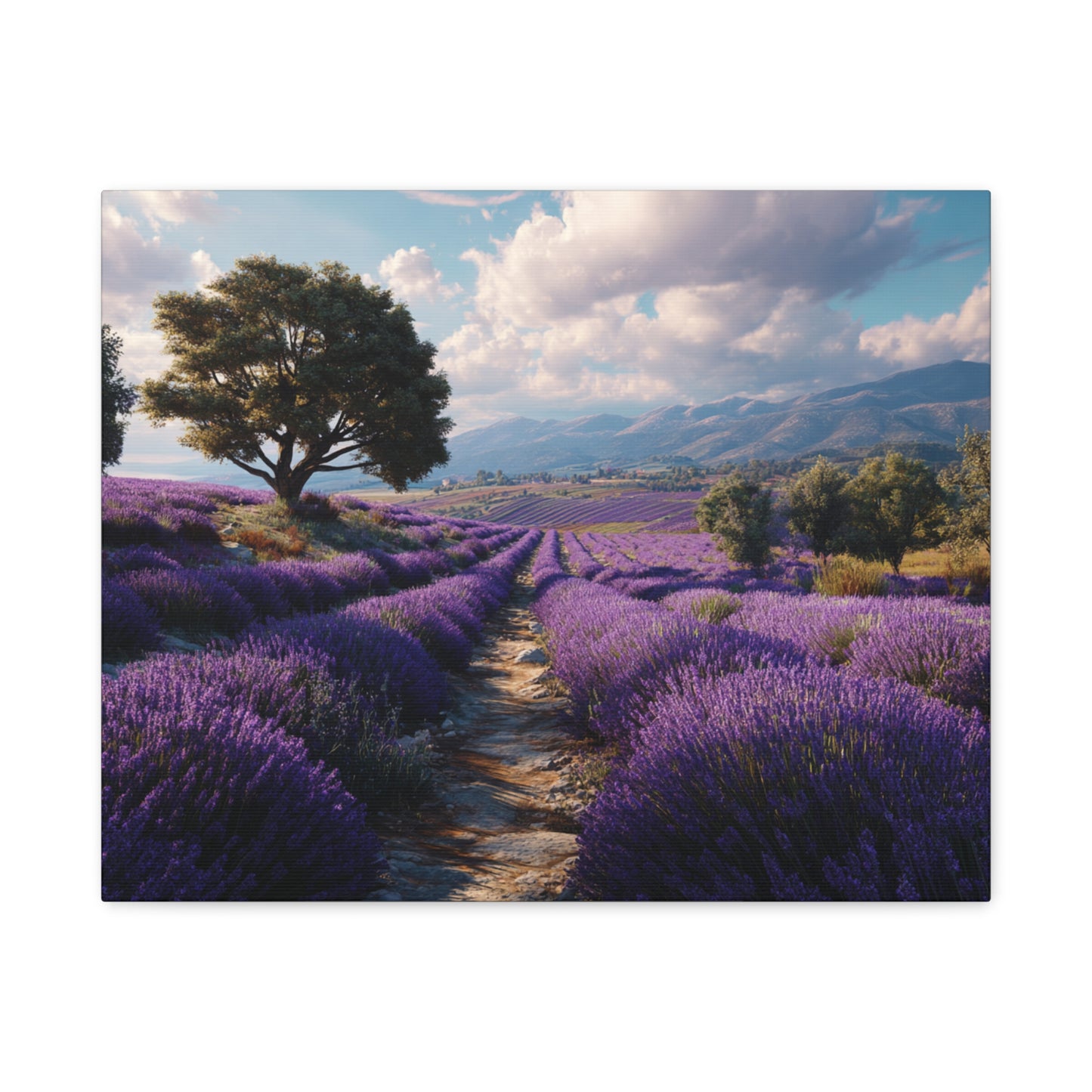 Lavender Field Canvas Print – Stretched Matte Wall Art
