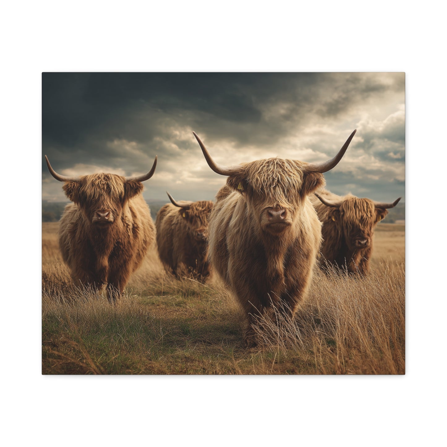 Highland Cattle Canvas Print — Majestic Bull Herd Wall Art