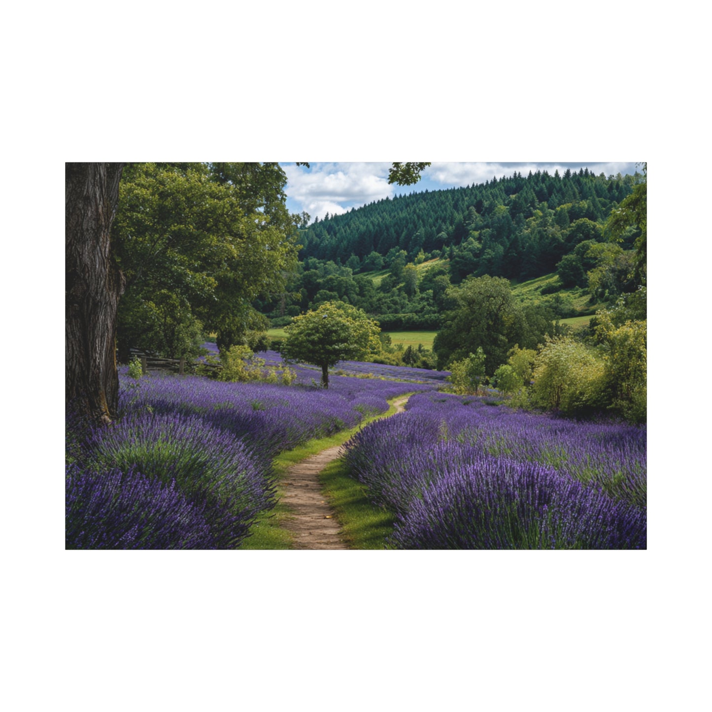 Lavender Field Path Matte Canvas Print — Stretched 1.25" Wall Art