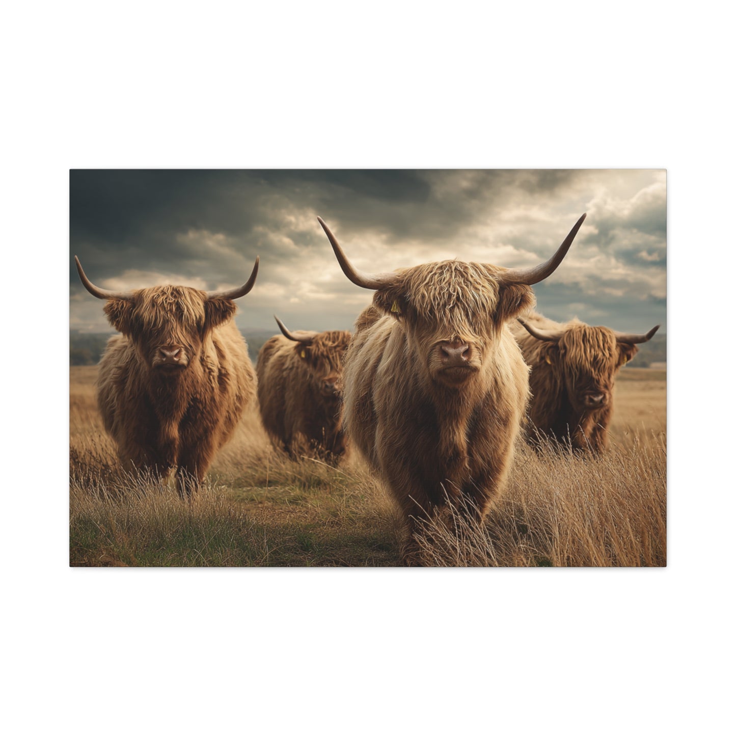 Highland Cattle Canvas Print — Majestic Bull Herd Wall Art