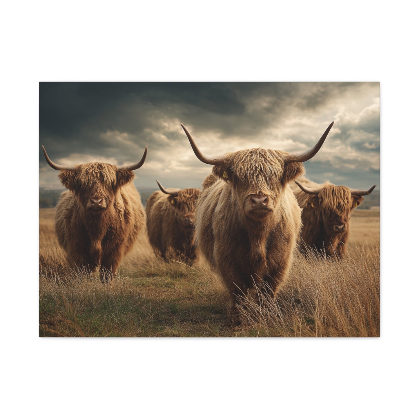 Highland Cattle Canvas Print — Majestic Bull Herd Wall Art