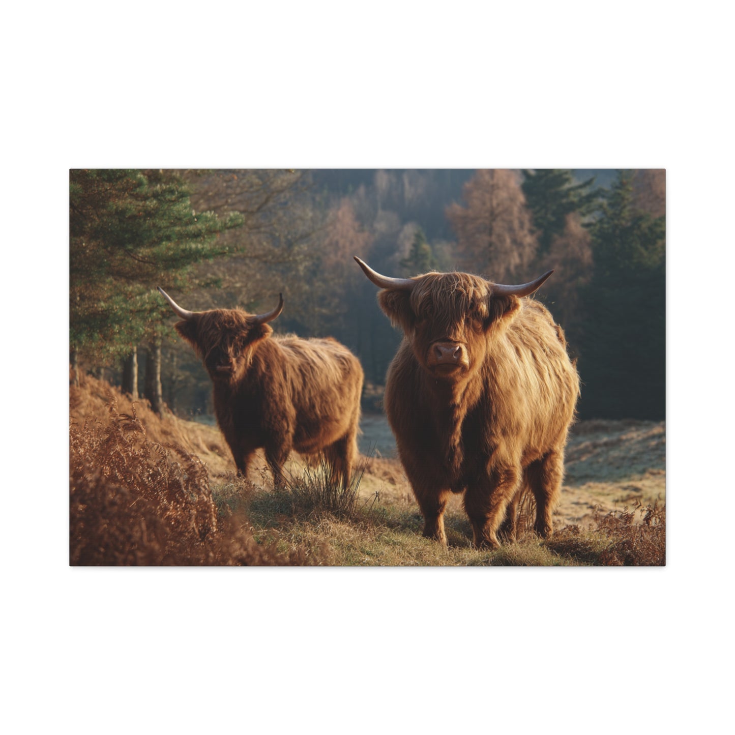 Highland Cattle Matte Canvas Print — Rustic Farmhouse Wall Art